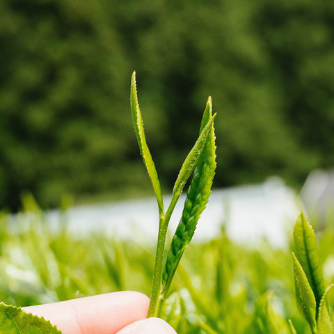A hand cradling a fresh green tea shoot with new leaves growing in a sunlit tea field.