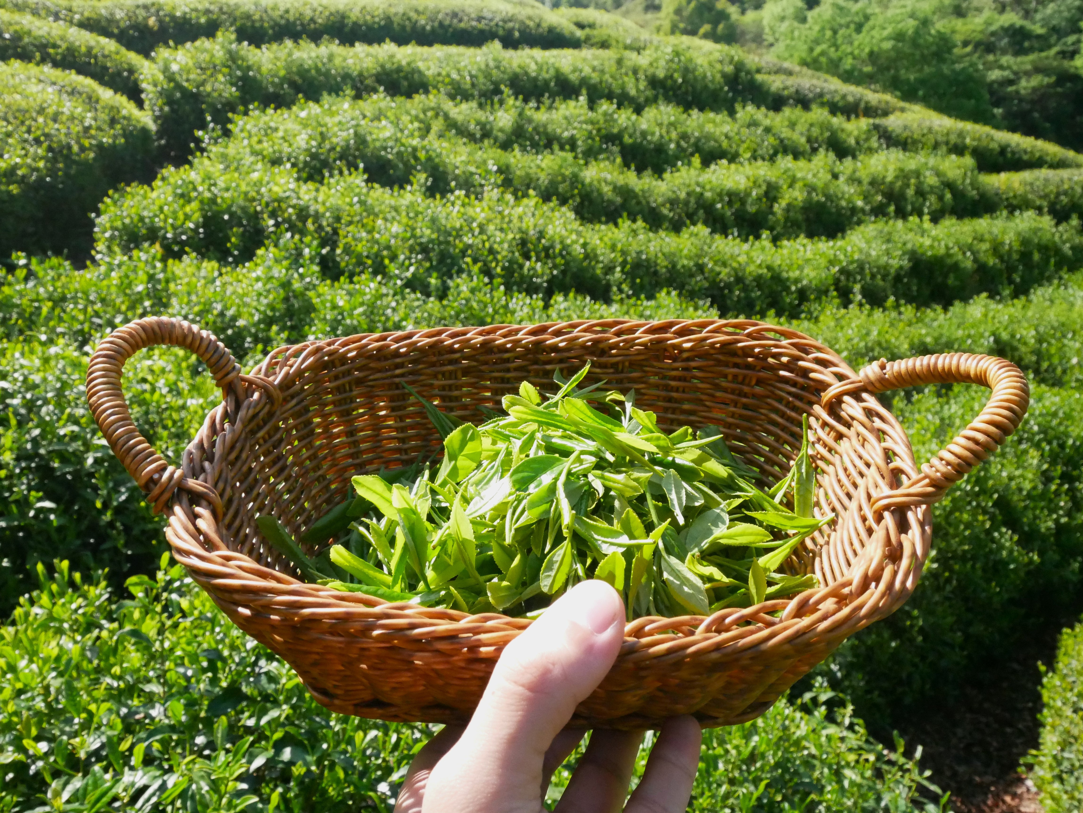 What is Shincha? Exploring Japan's Freshest Tea