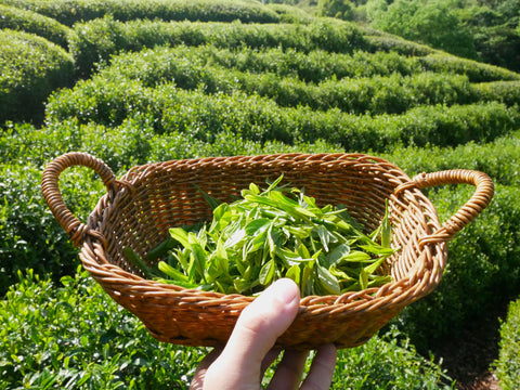 A hand holding a woven basket of freshly harvested bright-green tea leaves above a tea field.