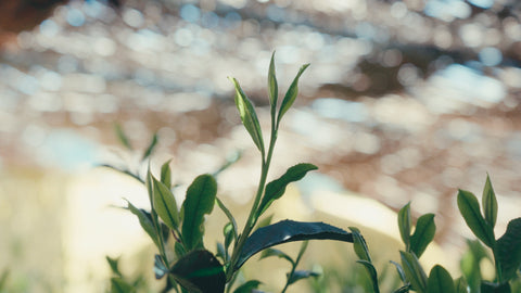 How Matcha is Made | Overview