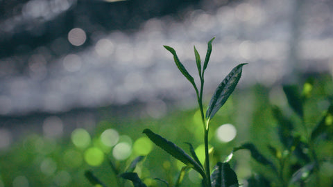 A dewy young tea seedling with bright-green leaves against a dark background.