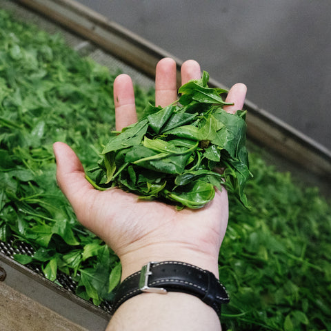 An open hand holding a mound of freshly plucked green tea leaves above rows of tea plants.