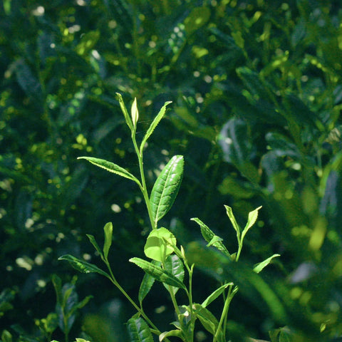 How Matcha is Made, Part 1: Cultivation and Harvest