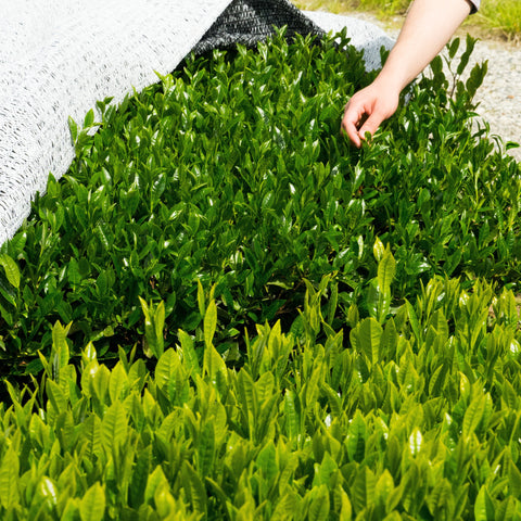 A hand reaching over rows of bright-green tea bushes growing in a cultivated tea field.