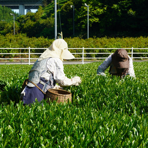 Two workers in traditional dress harvesting leaves by hand in a lush green tea field.