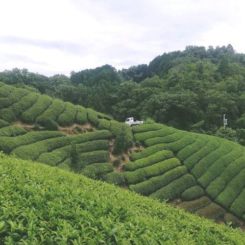 Chaen Morifuku 茶園森福