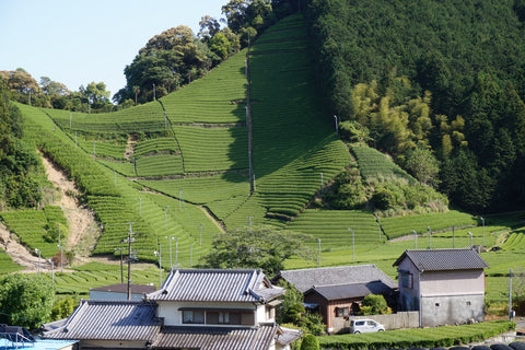 Moriuchi Chanoen 森内茶農園