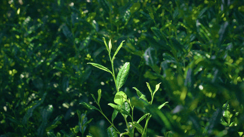 Shincha