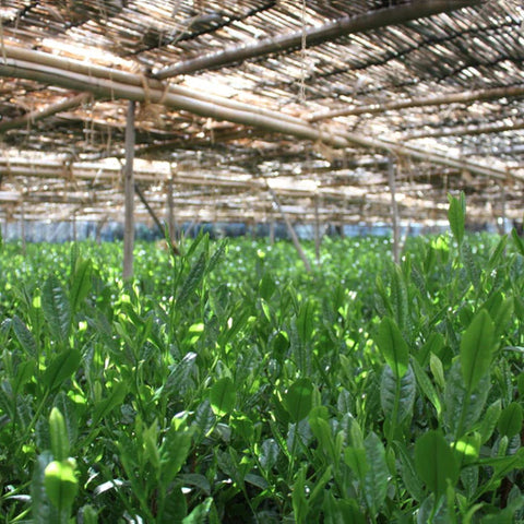 Yoshida Meichaen 吉田銘茶園