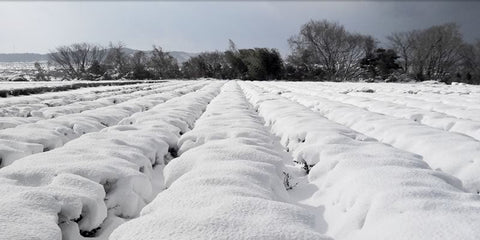 Fujimien 富士見園
