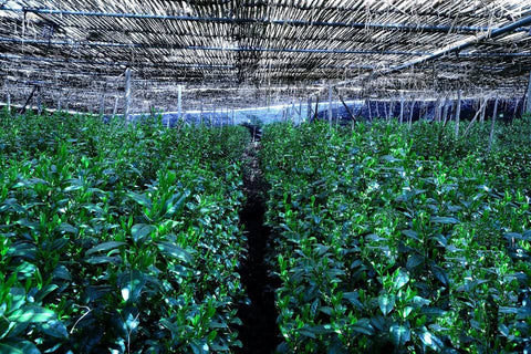 Seicha Tsujiki 製茶辻喜