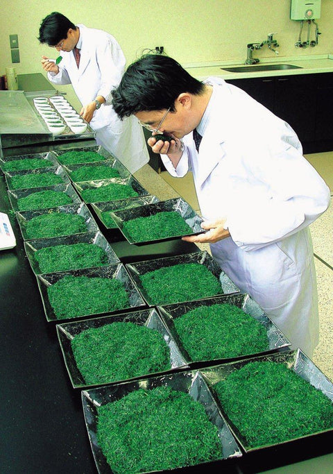 Kogacha producers smelling tea