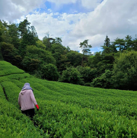 Azuma Farm tea fields