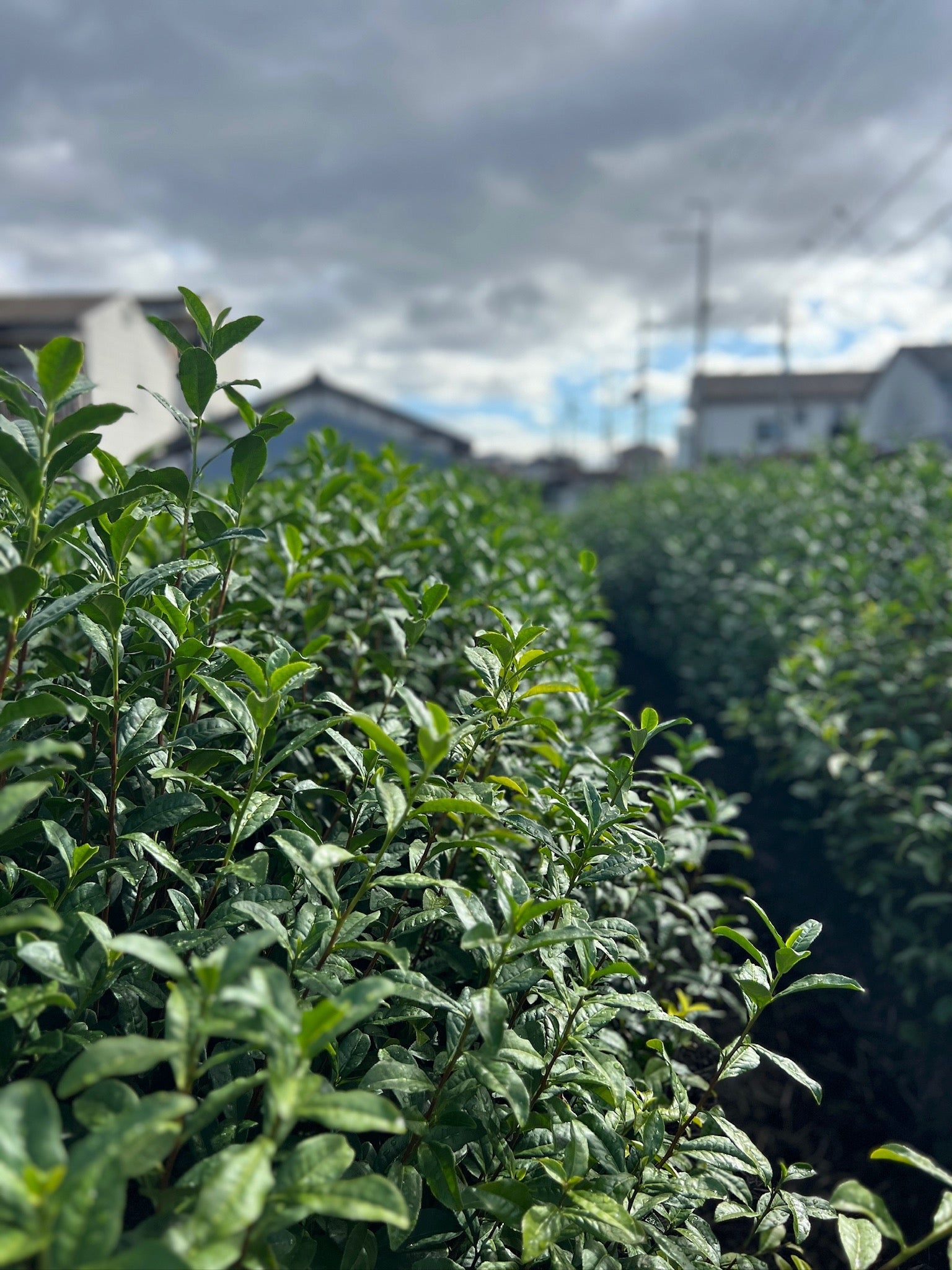 Tezumi - Hand-picked Japanese Tea & Teaware