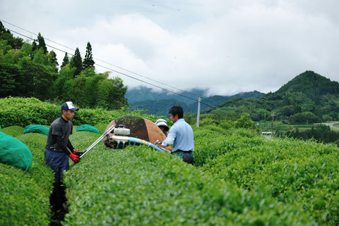 Two workers harvesting tea with a ride-on machine between rows of tea bushes in Takachiho, with mist-covered mountains in the distance