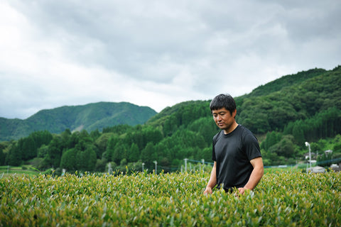 Tea producer in a black t-shirt standing waist-deep in a tea field in Takachiho, inspecting the young leaves under an overcast sky