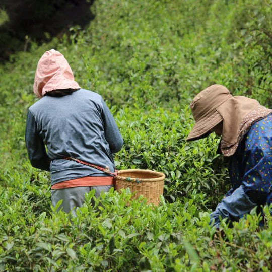 Kumamoto Kamairicha Genmaicha – Tezumi