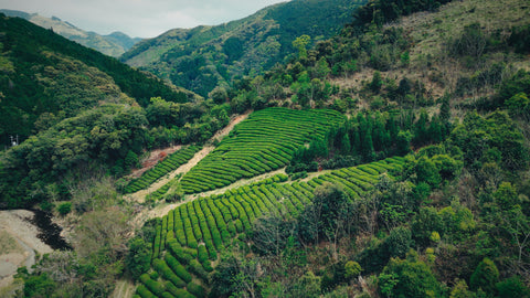 Aerial view of Kajihara's tea terraces curving across a steep green valley beneath clouded hills