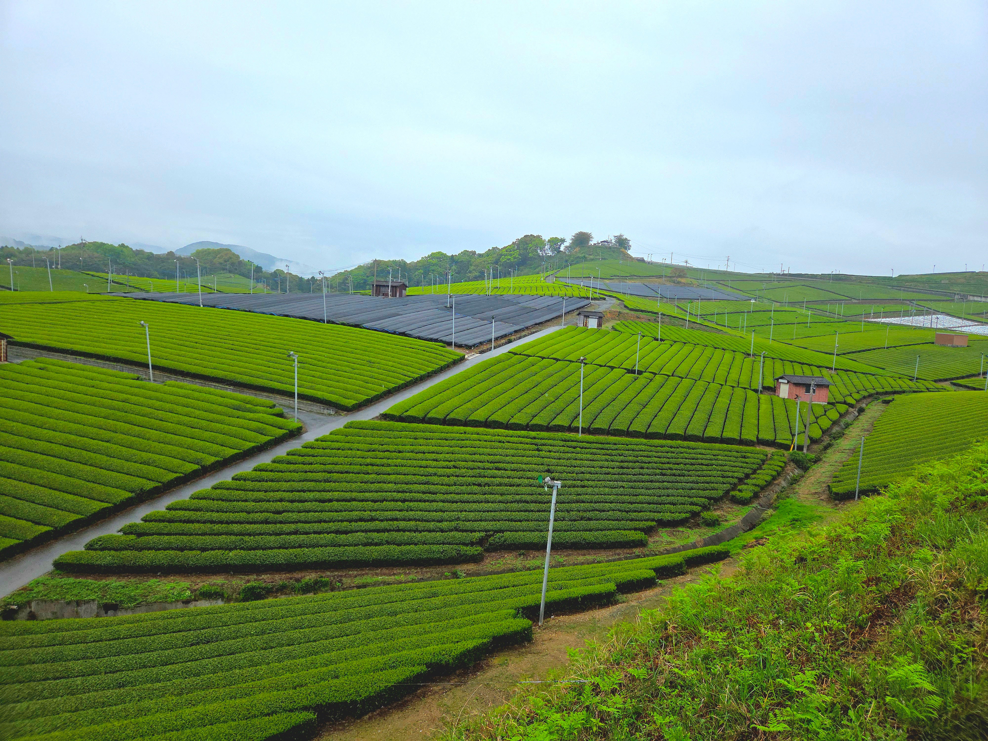 Tokiwa - Yame Matcha – Tezumi