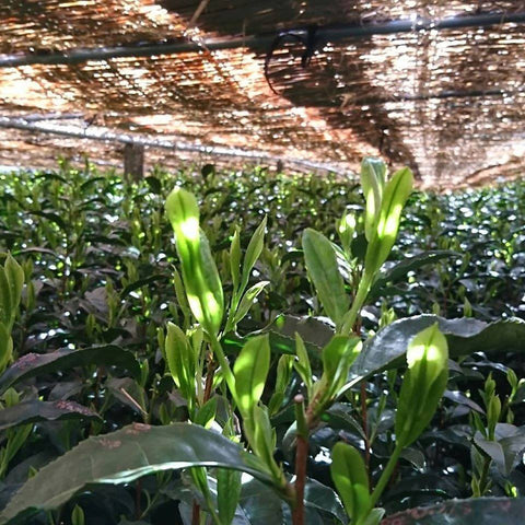 Kumaen farm shaded tea leaves