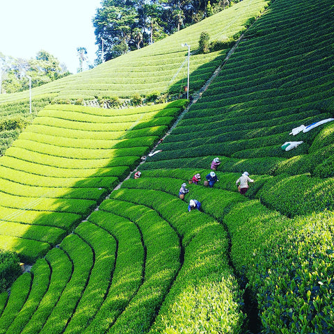 Moriuchi farm tea fields