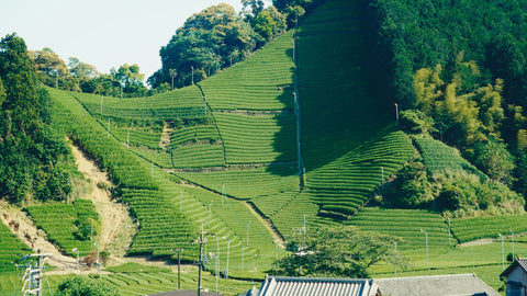 Wide view of Moriuchi Chanoen's tea terraces curving across a sunlit mountainside, with village rooftops below