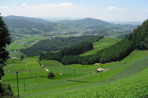 Rishuoen Farm tea fields