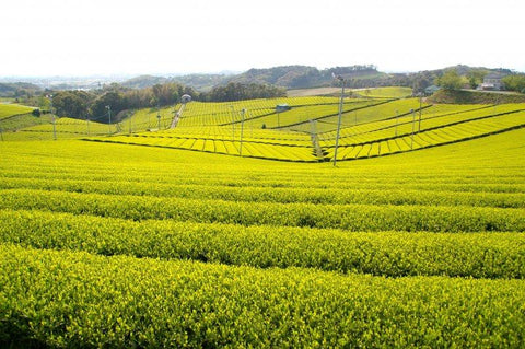 Kogacha farm tea fields