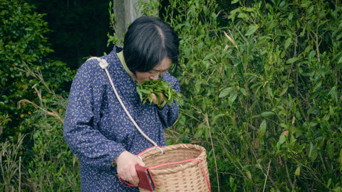 Kanoyama - Uji Okumidori Matcha