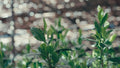 New tea shoots in sharp focus against a softly blurred field of tea bushes