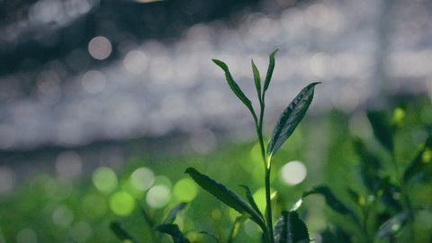 Close-up of fresh bright-green tea leaves and new shoots on the bush