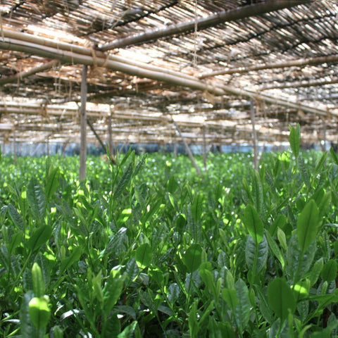 Yoshida Meichaen farm shaded tea leaves