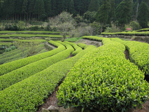 Curving rows of closely trimmed tea bushes on a hillside at Minoruen, with cedar forest and a flowering tree along the upper edge