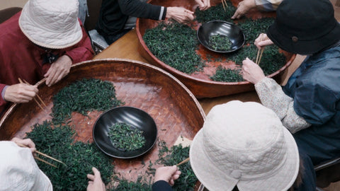 Workers in white caps sorting tencha with chopsticks around wide lacquered trays