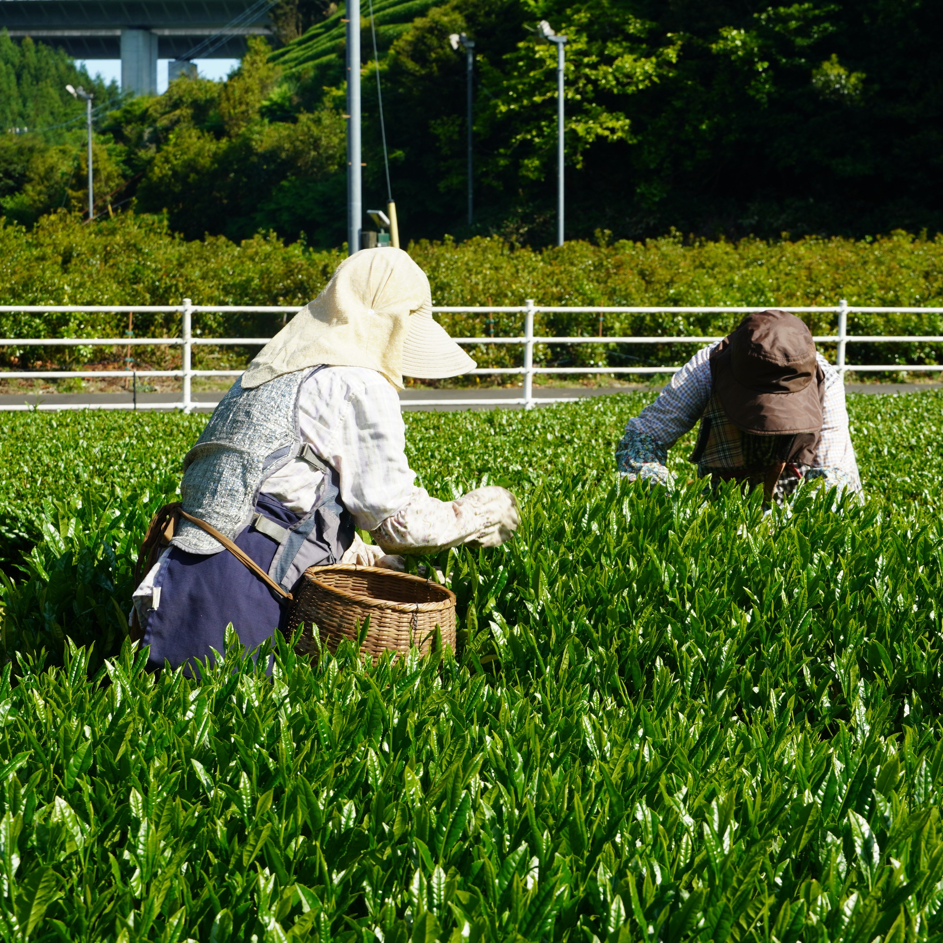 A Guide to Chasen - The All-important Matcha Whisk – Tezumi