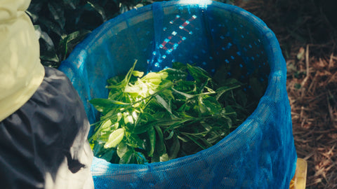 Hand-picked tea leaf heaped in a blue mesh basket carried on a picker's back in the Tsuji field