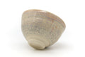 Tezumi — Japanese Matcha Bowl - Sage Speckled Chawan - 400ml — top-down view of the interior