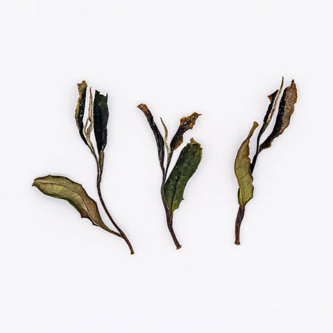 Wazuka Zairai White Tea