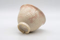 Japanese Teacup - Gohonte Hagi-yaki Yunomi by Tsubaki Kiln - 130ml - tilted view on its side