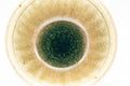Tezumi — Japanese Teacup - Dark Green Drip-glazed Yunomi - 120ml — tipped to show the interior