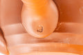 Tezumi — Japanese Tea Set - Gold Bamboo Tokoname-yaki Debeso Kyusu Teapot with 5 Yunomi Teacups — closeup of a single piece